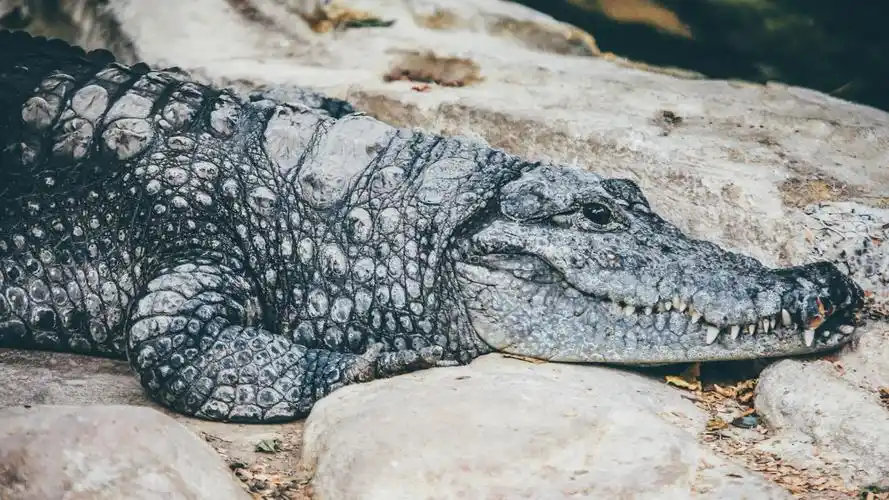 鳄鱼crocodile壁纸