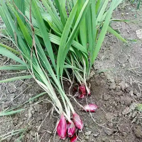 小红广西红葱头中草药血葱葱珠蒜红根水仙其它