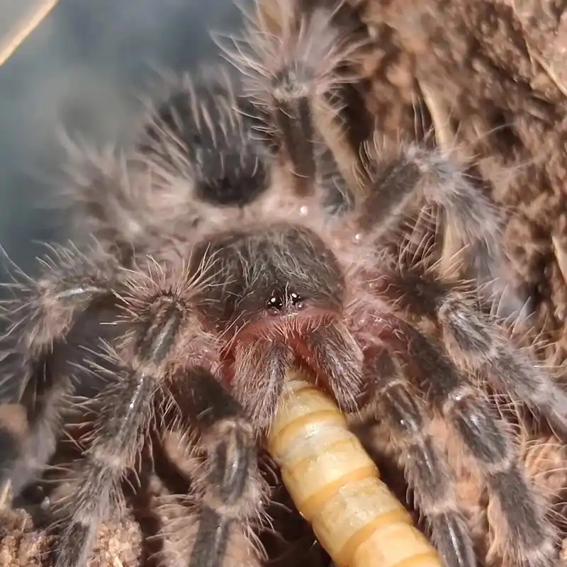 金直间捕鸟蛛|毛绒绒的真是太可爱了!