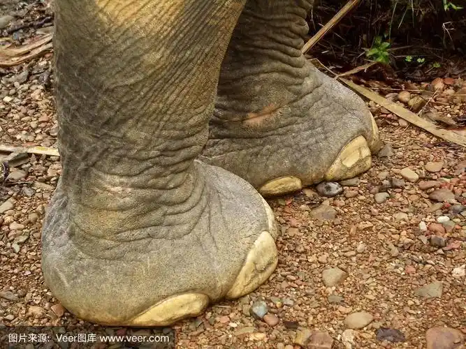 泰国的象脚