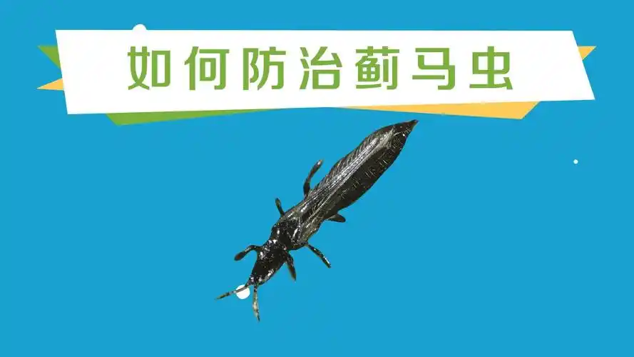 如何防治蓟马虫