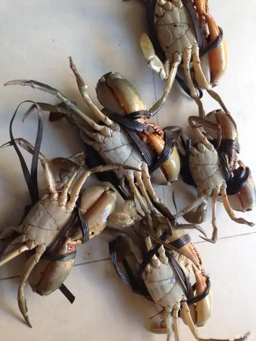 谢谢江苏的卡友,一次订了6斤6只大青蟹