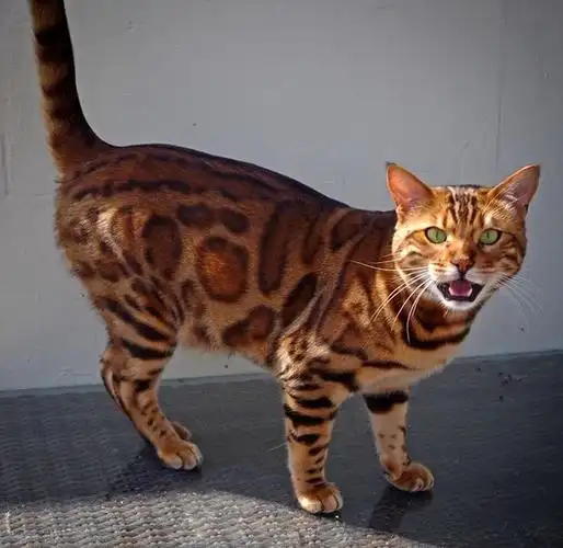 孟加拉猫因长相酷似"小老虎"网络爆红