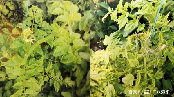 番茄缺硫表现图片