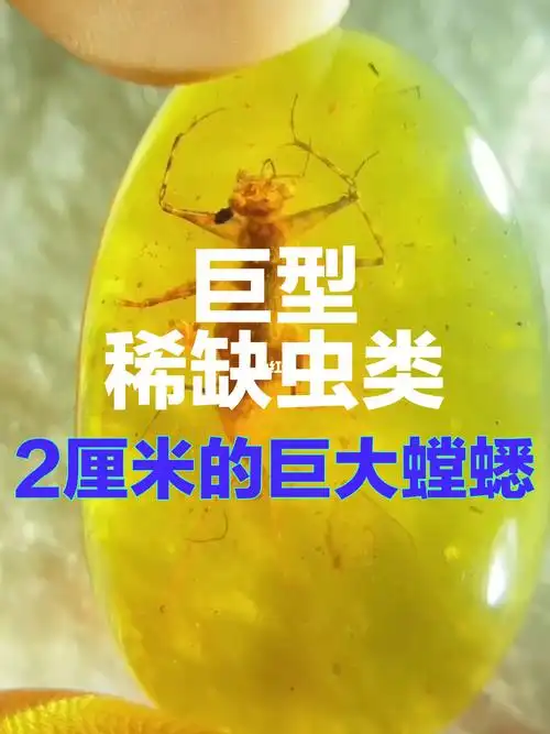 缅甸琥珀2厘米的巨型螳蟋