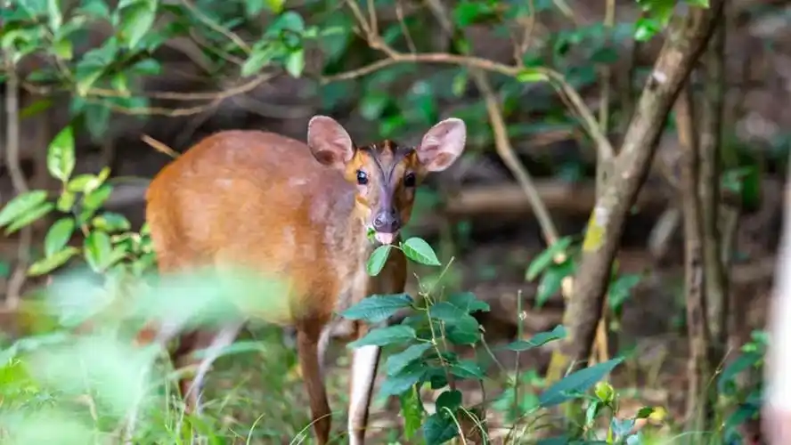 四川凉山出现"黄猄",麂类中它最大,脑袋像麒麟,还会学狗叫 - 知乎