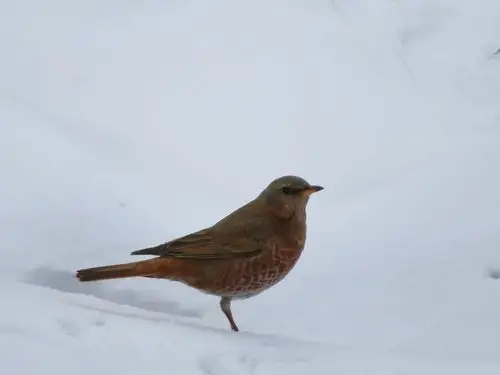 红尾鸫东北常见鸟类