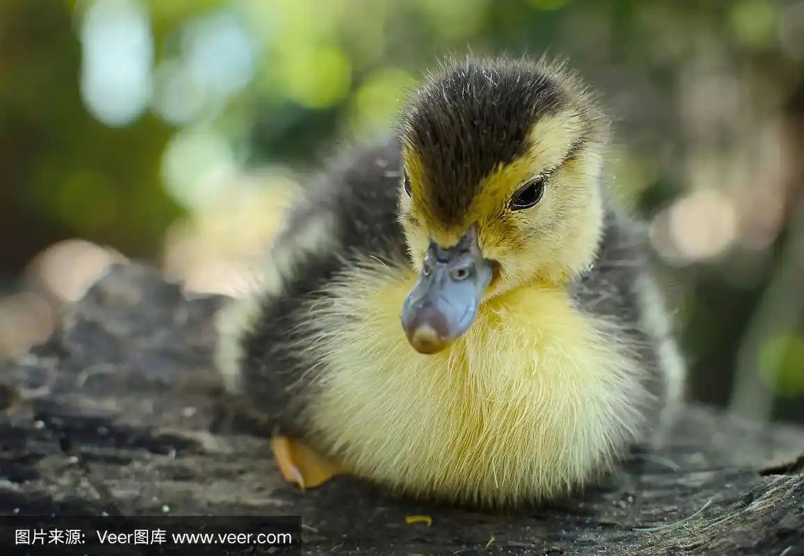 刚出生的小鸭子