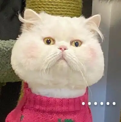 如果历史是只猫