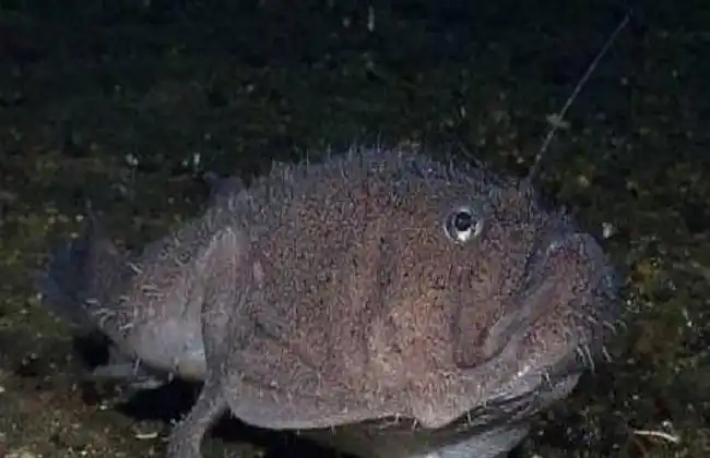 安康鱼的简介及图片欣赏