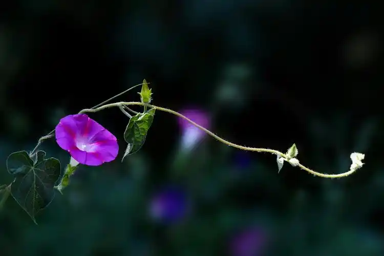 【牵牛花摄影图片】生态摄影_qz35509363_太平洋电脑网摄影部落