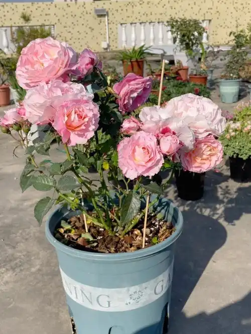 月季海神王阳台