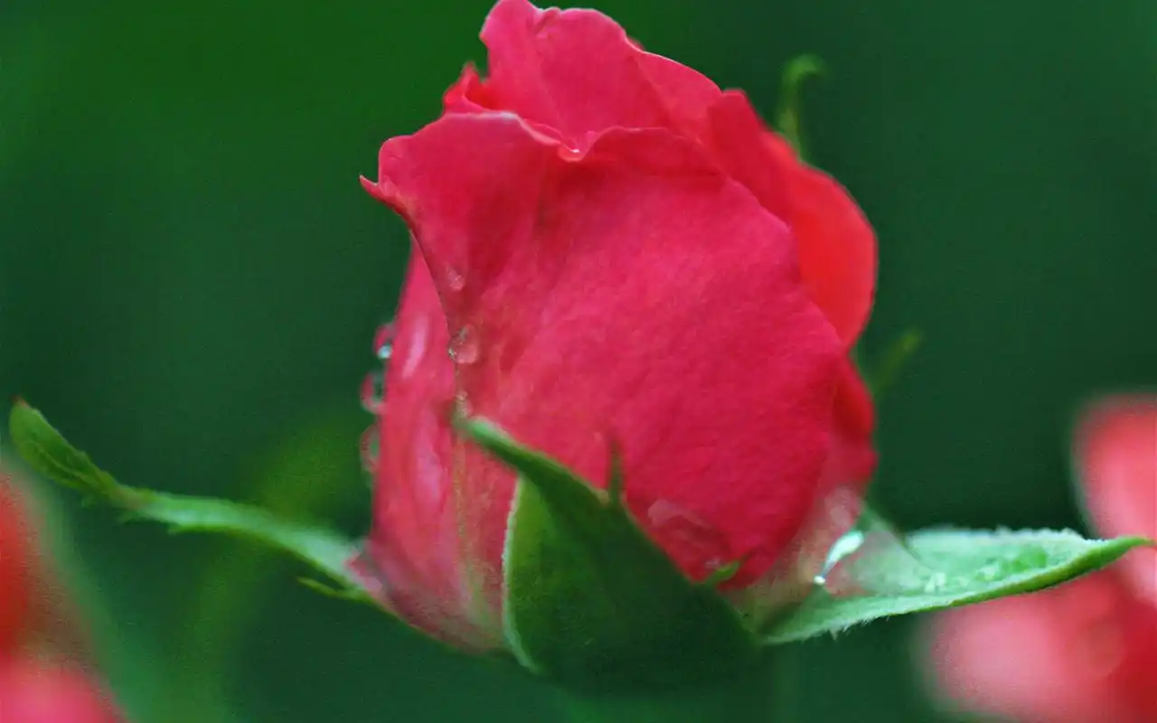 唯美艳丽红色花卉微距摄影图片壁纸