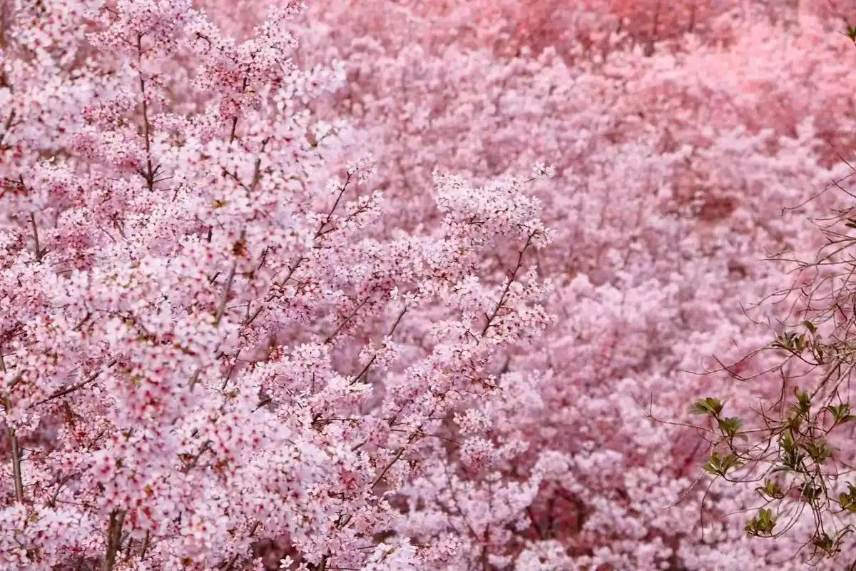 桃花落了满地,梨花成一树白 便在树下席地而坐,任凭花儿落满眉 - 抖音