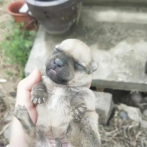 来领养.有三只小奶狗,矮脚的田园犬