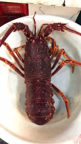 海鲜真鲜(副本)