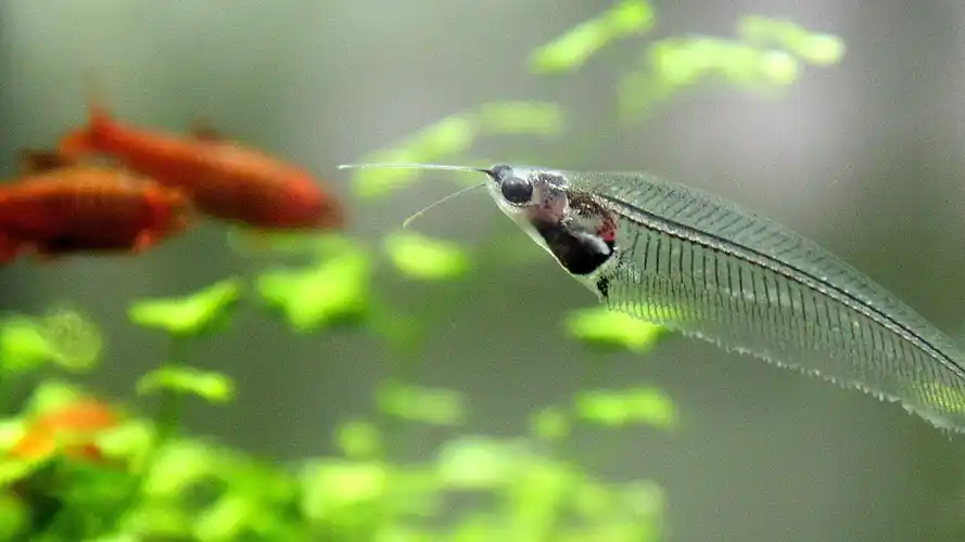 水草缸中的常客,水中的"幽灵鱼",能够隐身在水族箱中