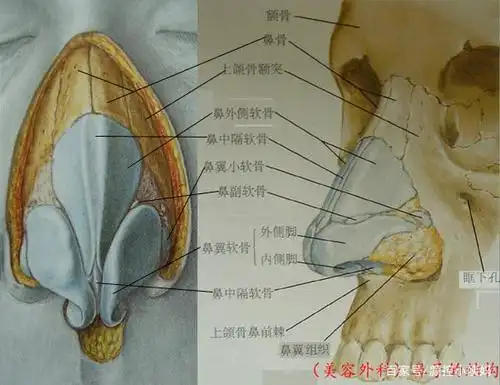 鼻部结构解剖图