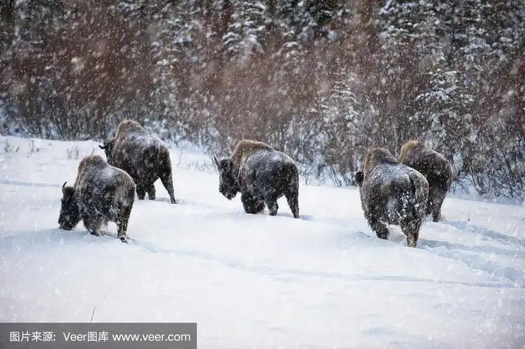 加拿大北极地区,西北地区的野生林地野牛