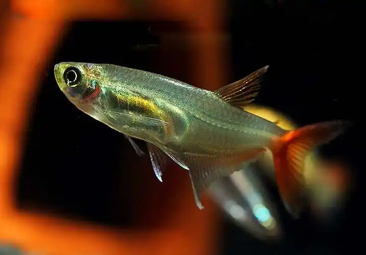 红尾玻璃灯鱼