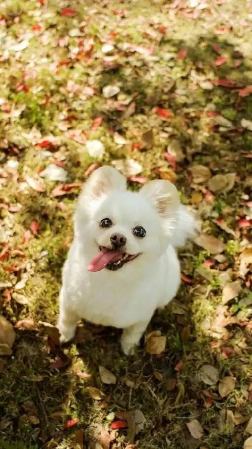 可爱小狗狗图片大全分享一波可爱高清狗狗壁