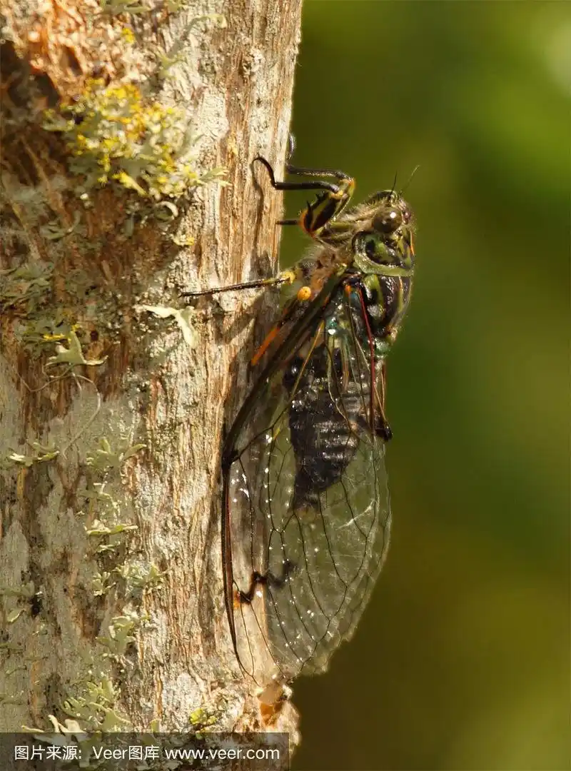 新西兰树上的蝉