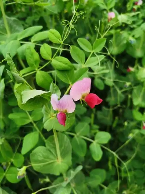 豌豆花开的时候