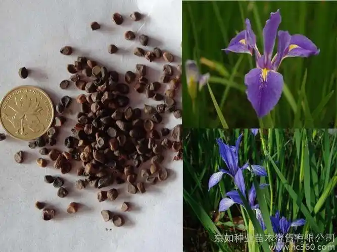 597苗木网 苗木销售信息 花卉盆景 花卉种子 马蔺(学名: iris lactea