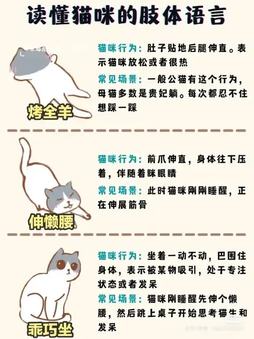 如何读懂猫咪的肢体语言