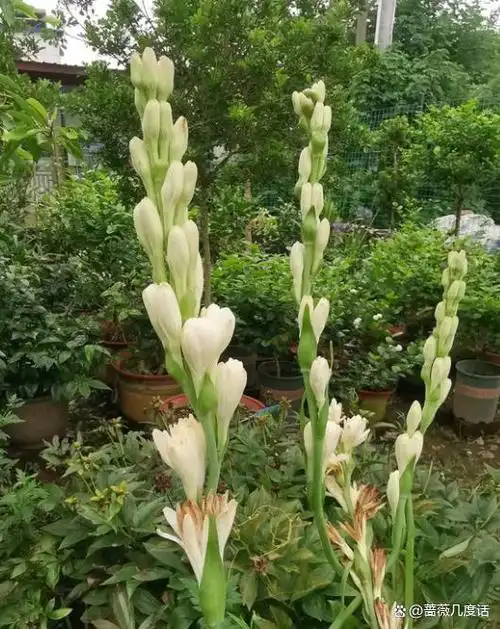 这种百合科的观赏花卉,以其夜晚时分的芬芳香气和优雅的花朵形态,赢得