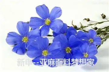 【每天1堂亚麻课】第110课:白俄罗斯的国花:亚麻