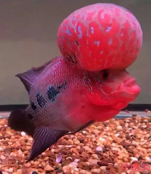 细说罗汉鱼鉴赏,更全面的赏析