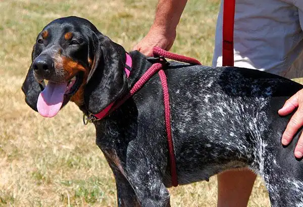 布鲁克浣熊猎犬