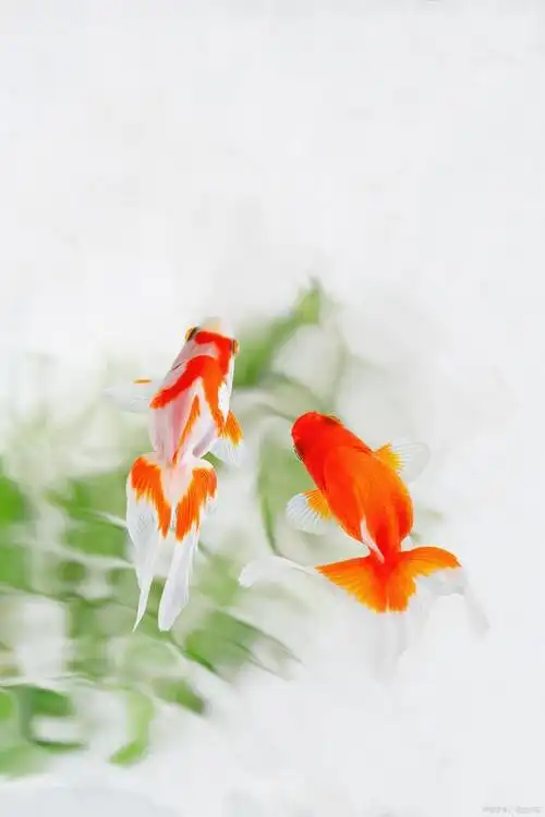 金鱼没力气飘来飘去