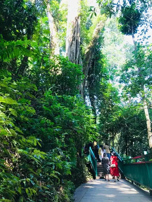 西双版纳原始森林公园20201111