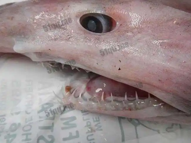 哥布林鲨(英文goblin shark又叫剑吻鲨)