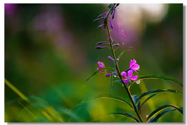 《山野花集一》,幽草丛中生,春至风催开,芳香飘遍野,渐欲迷人眼.