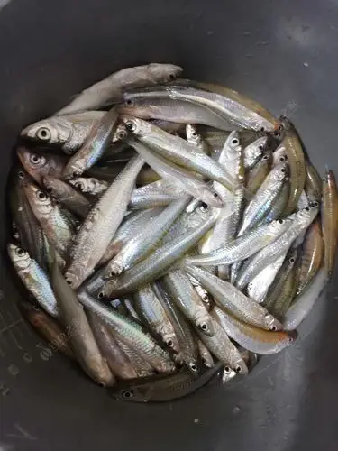 抛竿竿竿入水,小鱼鱼鱼入户