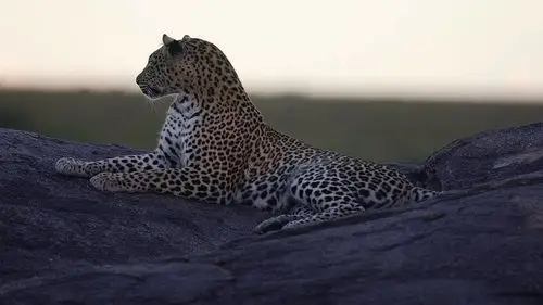 以雌狮的实力,能够完虐非洲草原上的独行侠花豹吗?