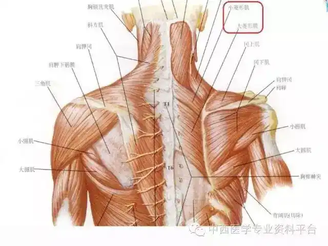 筋膜连接系统解剖—【旋转身体,保持平衡的筋膜连接】