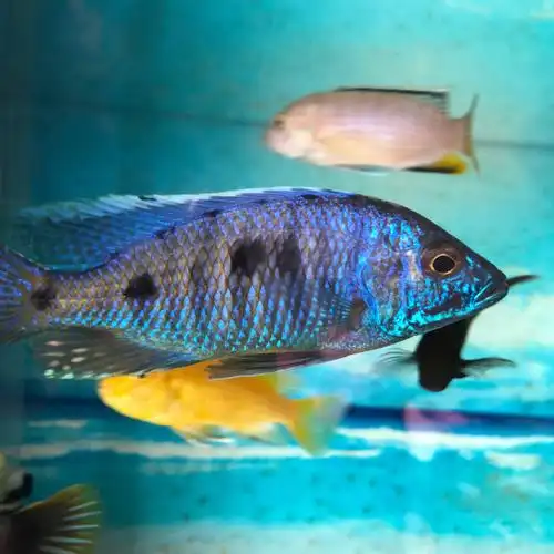 三湖慈鲷精品鱼苗非洲王子金属蓝