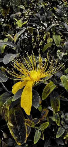 金灿灿的金丝梅,金丝桃