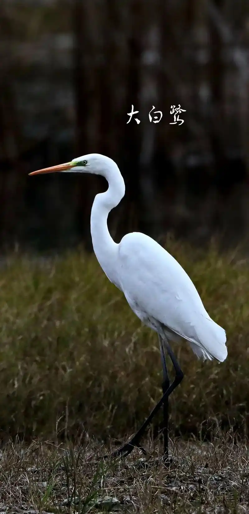归来… #野生鸟类摄影 #大白鹭#爱鸟护鸟 - 抖音