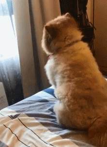 狗狗可爱背影萌萌哒gif动图_动态图_表情包下载_soogif