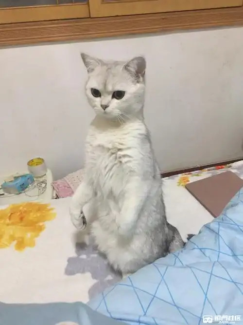 银渐层小母猫找男朋友