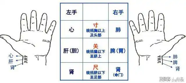 人到养生时健康小知识那些部位可以进行脉诊