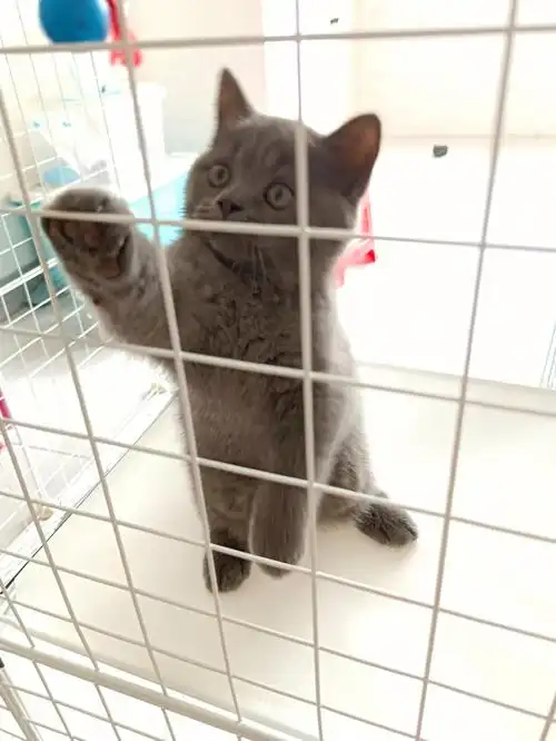 出英短蓝猫幼崽三只