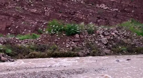 壮观汉源流沙河边惊现大量不知名鸟类在河面盘旋