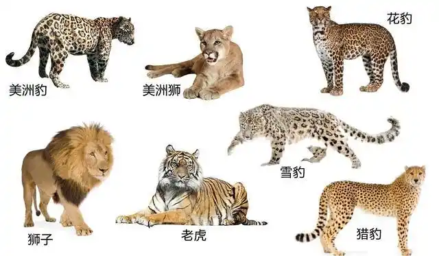 雪豹的叫声魔性,是因为它的舌骨特殊,在猫科中仅此一份