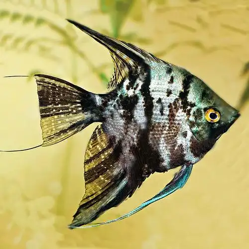 云石神仙鱼怎么养